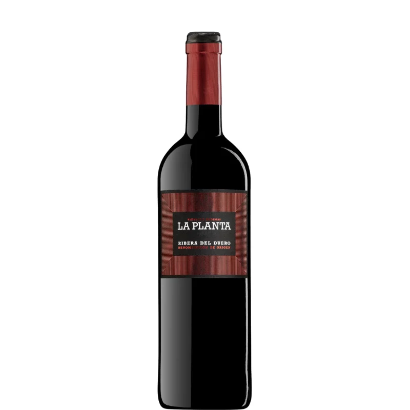 LA PLANTA 2024 - Bodega Arzuaga